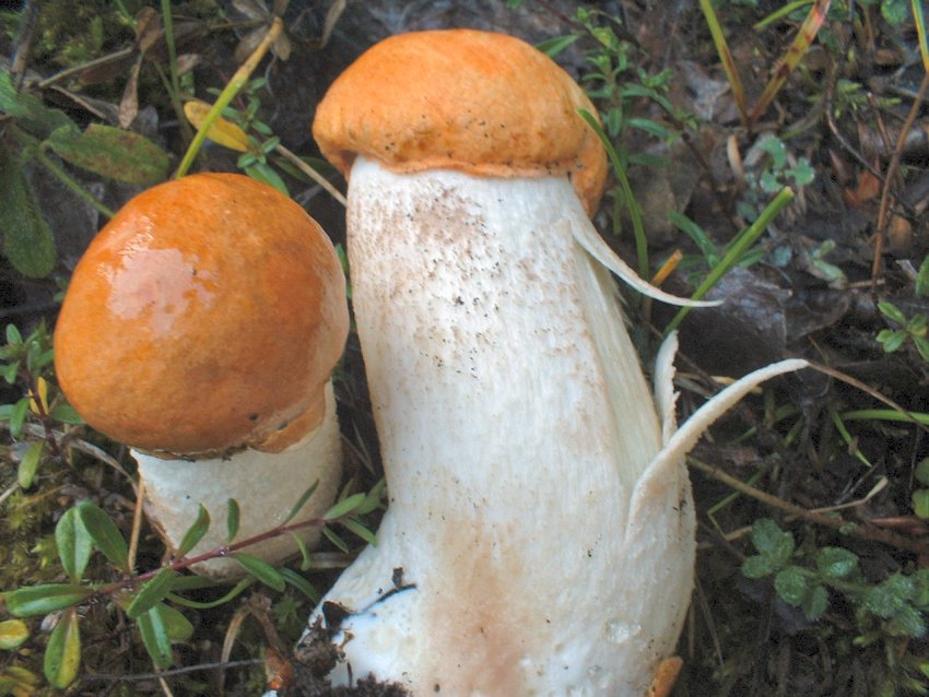 leccinum aurantiacum